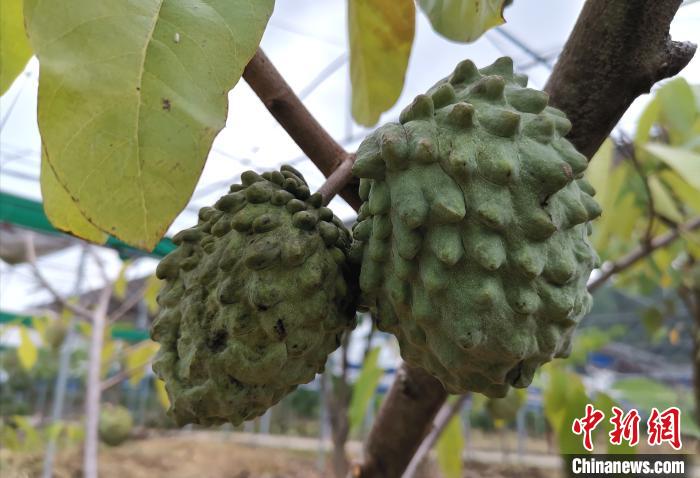 永定區(qū)嘉華農(nóng)業(yè)科技觀光園棚下種果。　張金川 攝